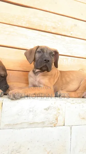 1-3 months Male Purebred Boerboel