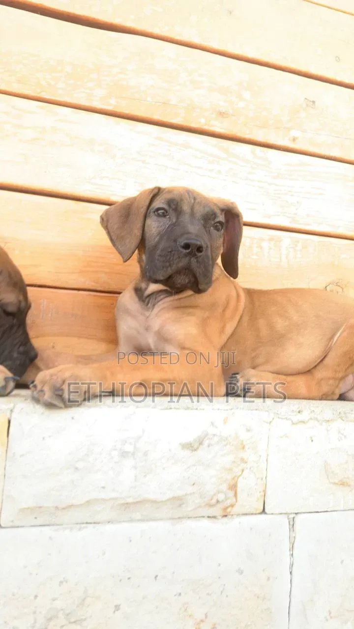 1-3 months Male Purebred Boerboel