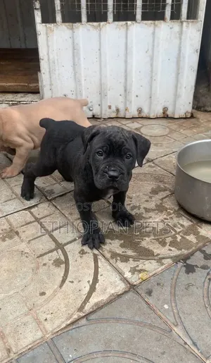1-3 months Male Purebred Boerboel