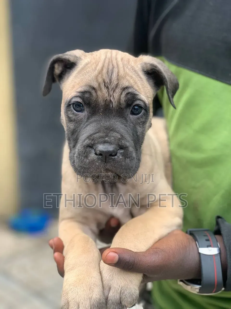 1-3 months Male Purebred Boerboel