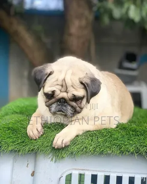 1-3 months Male Purebred Pug