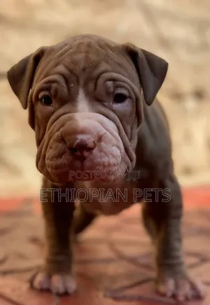 1-3 months Male Purebred American Bully