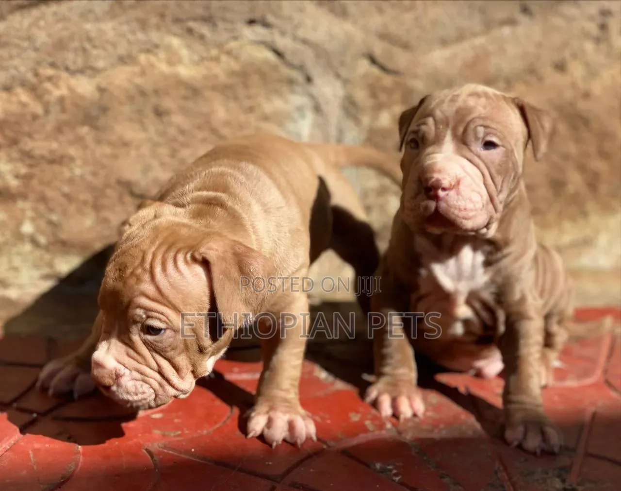 1-3 months Male Purebred American Bully