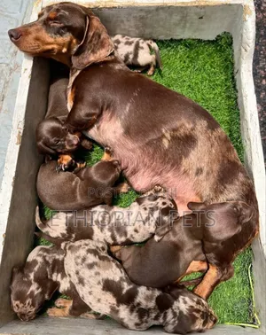 1-3 months Male Purebred Dachshund