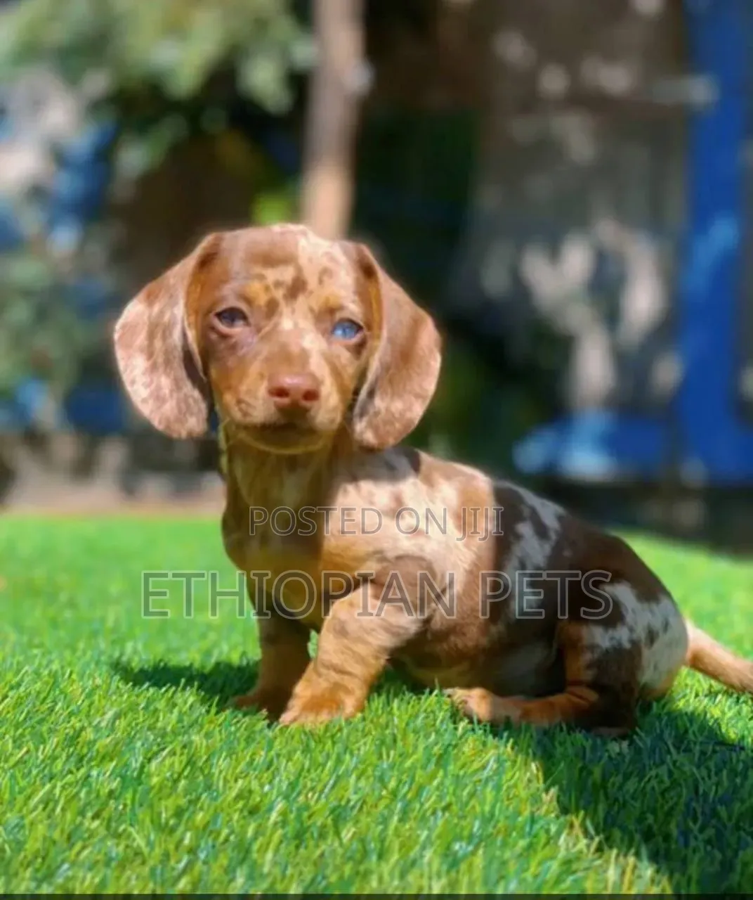 1-3 months Male Purebred Dachshund