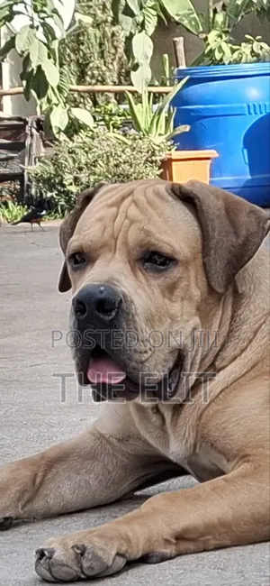1-3 months Male Purebred Boerboel