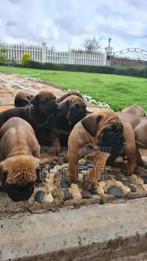 1-3 months Male Purebred Boerboel