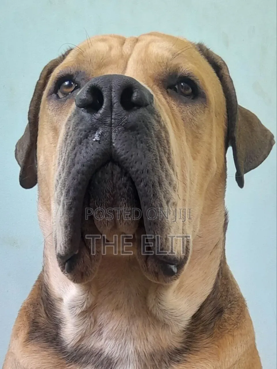 1-3 months Male Purebred Boerboel