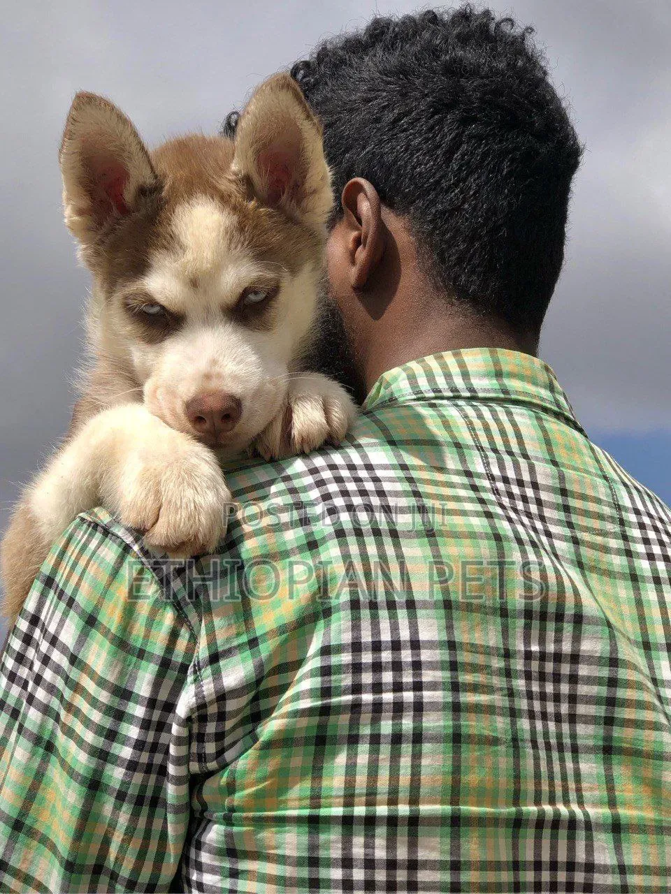 1-3 months Male Purebred Siberian Husky