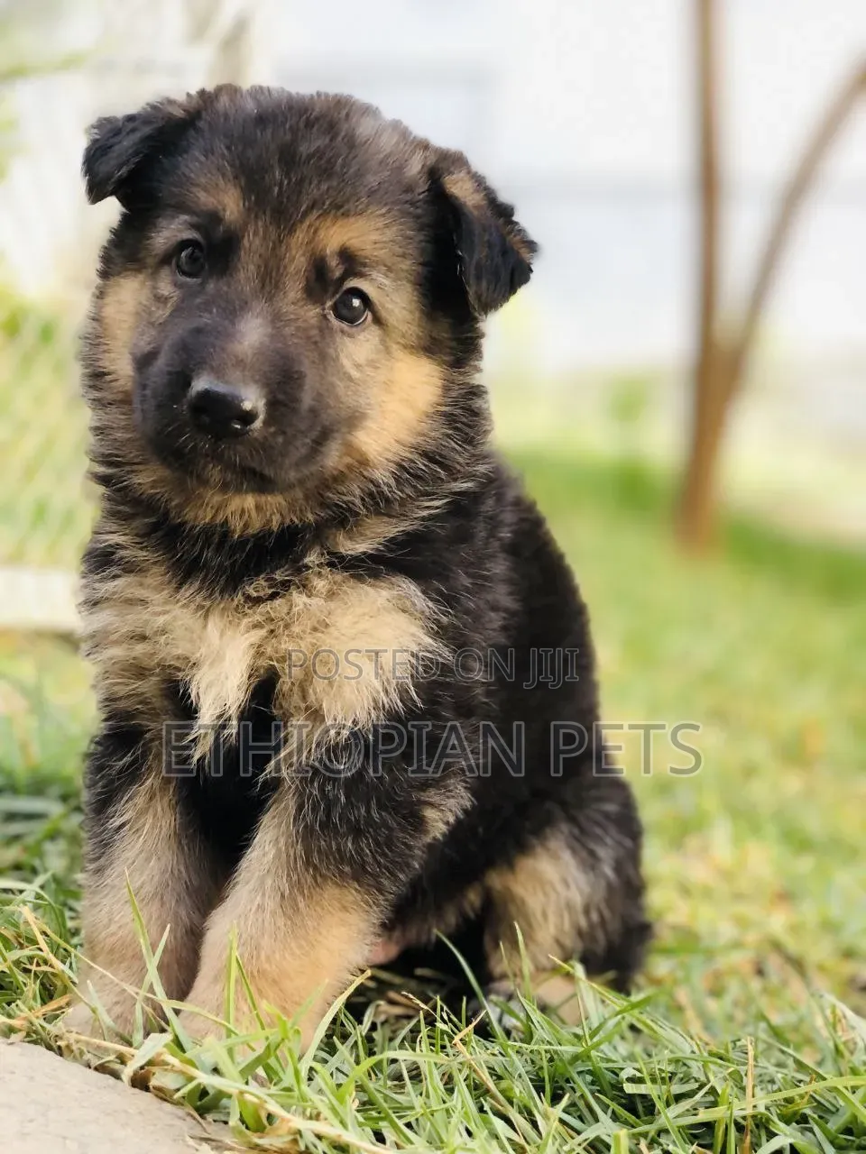 1-3 months Male Purebred German Shepherd