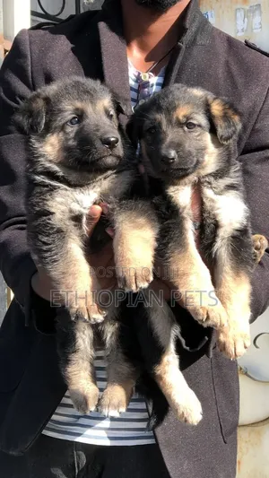 1-3 months Female Purebred German Shepherd