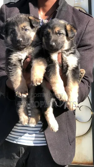 1-3 months Female Purebred German Shepherd