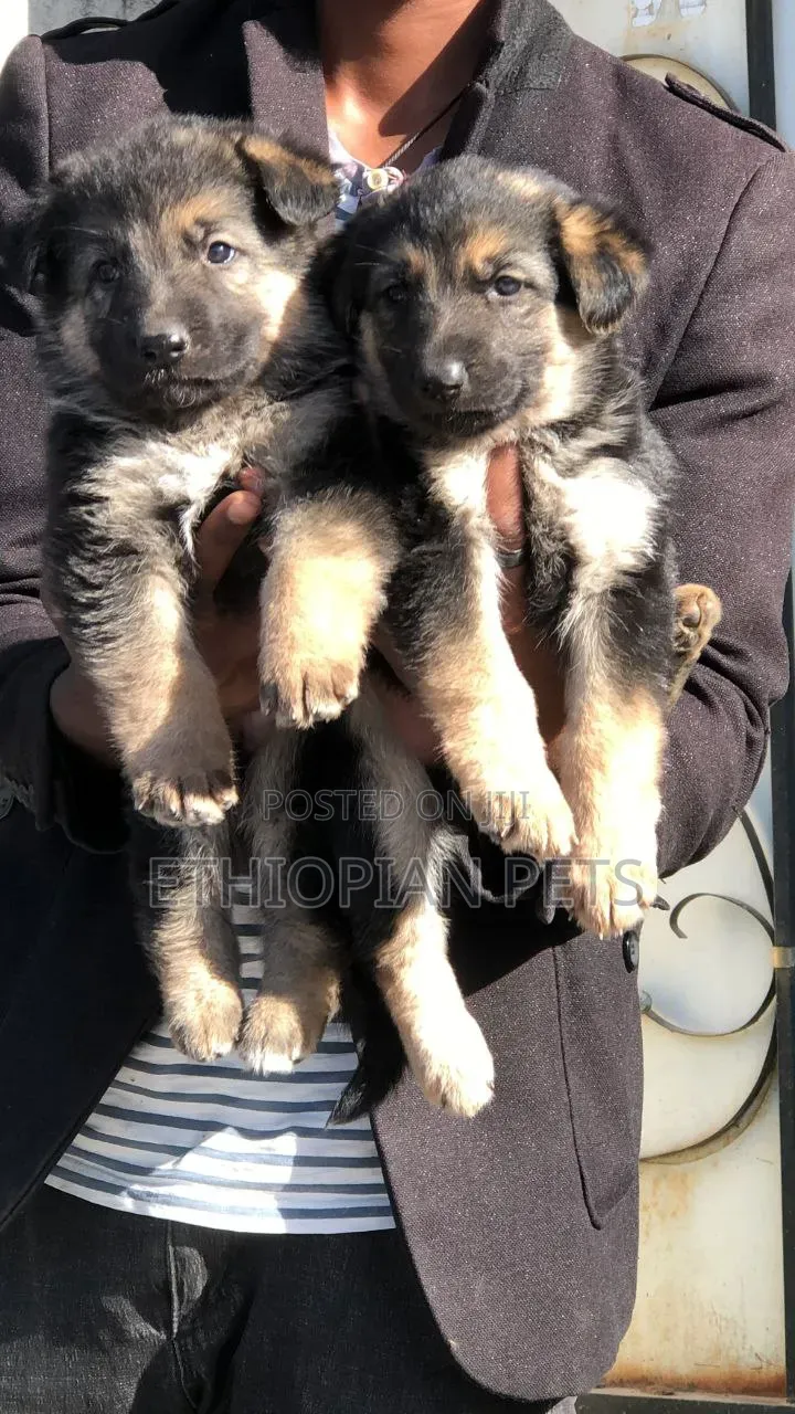 1-3 months Female Purebred German Shepherd
