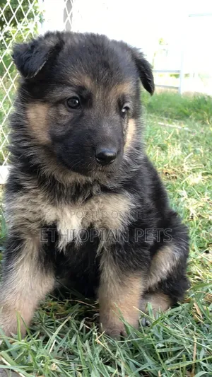1-3 months Female Purebred German Shepherd