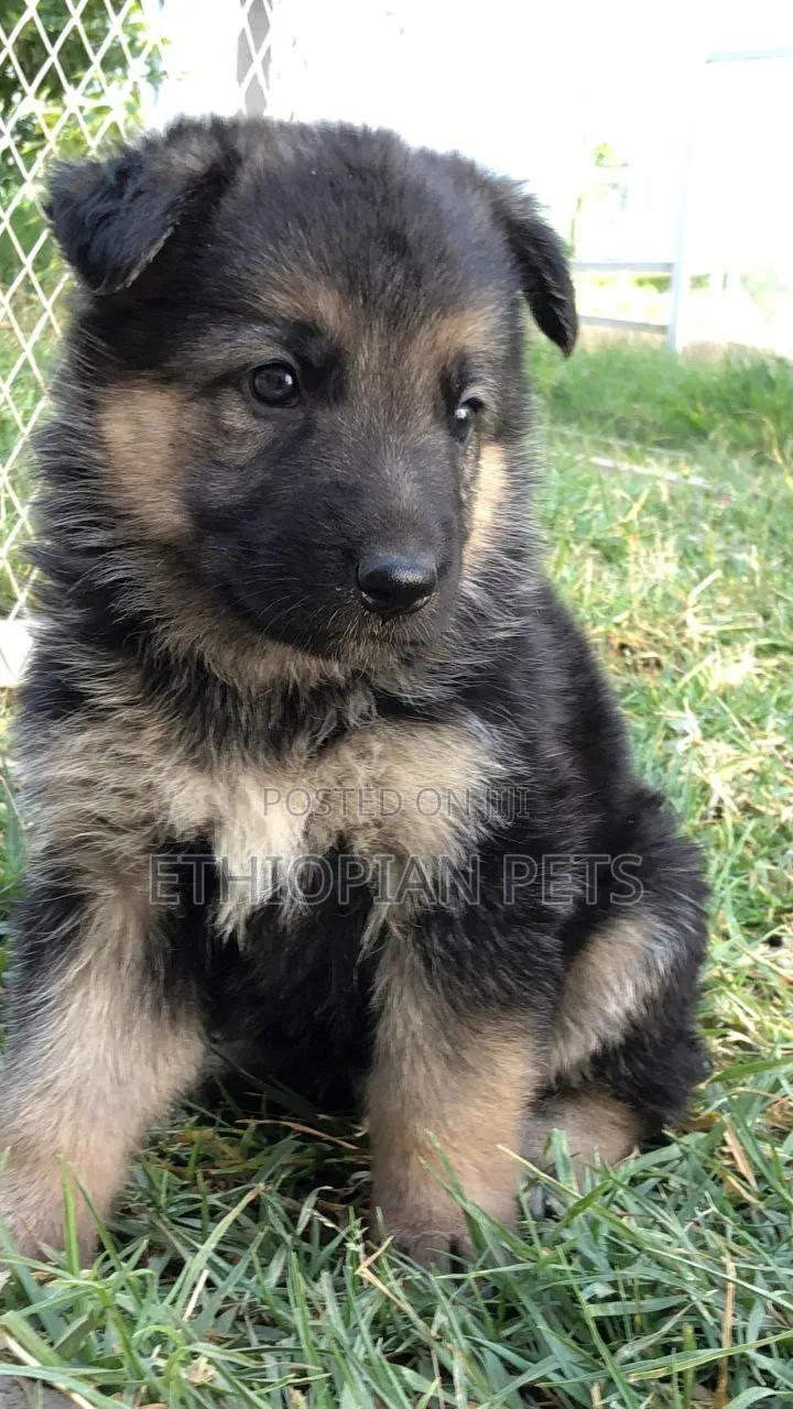 1-3 months Female Purebred German Shepherd