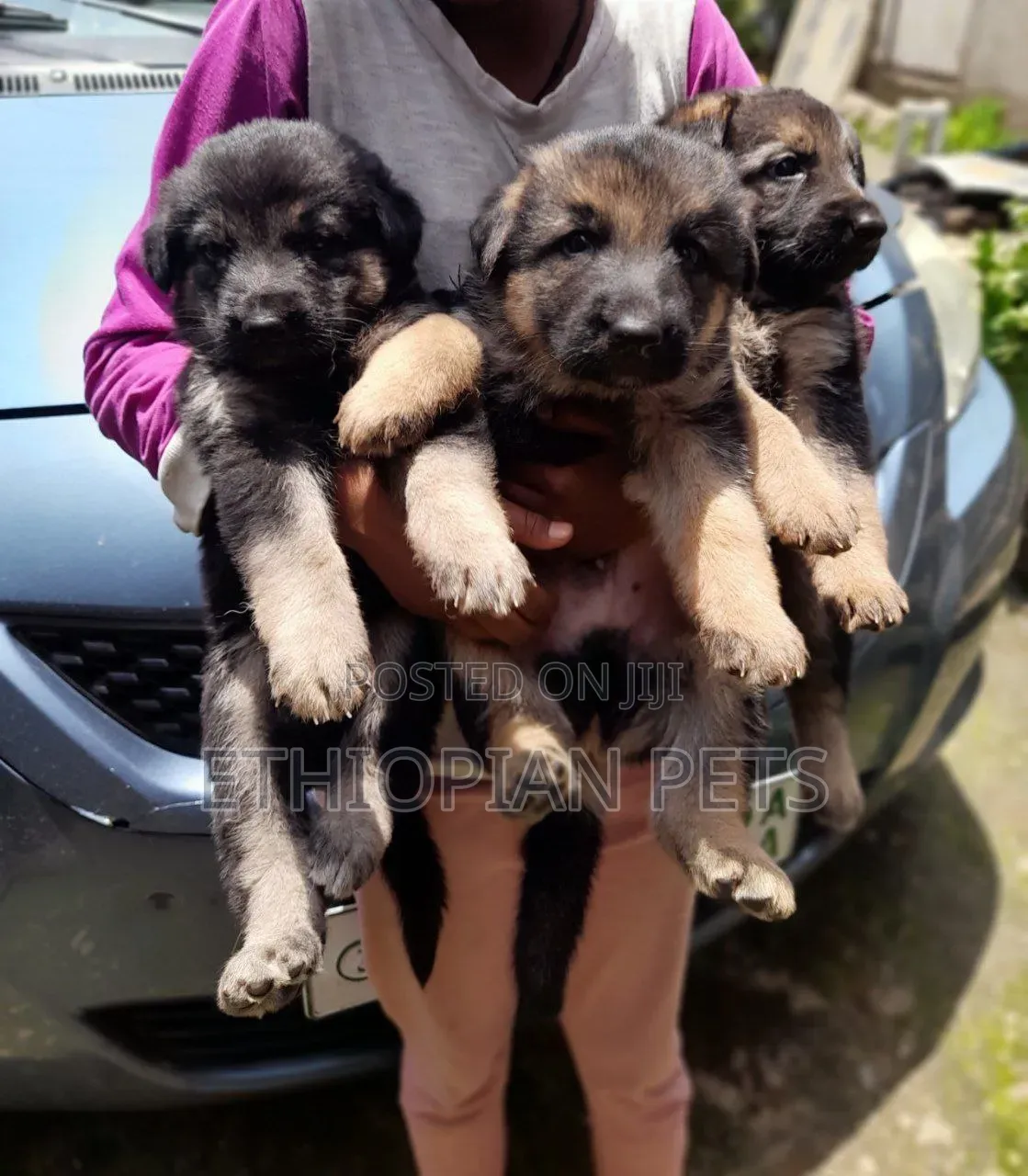 1-3 months Male Purebred German Shepherd