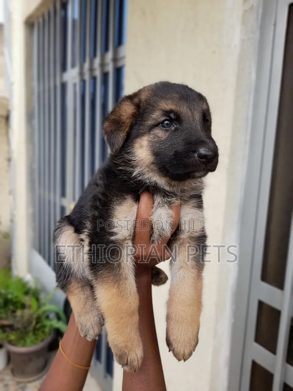 1-3 months Male Purebred German Shepherd