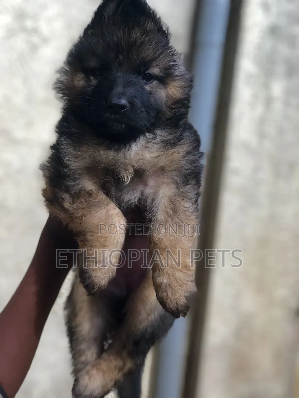 1-3 months Male Purebred German Shepherd