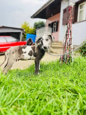 1-3 months Male Purebred Great Dane