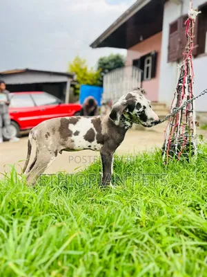 1-3 months Male Purebred Great Dane