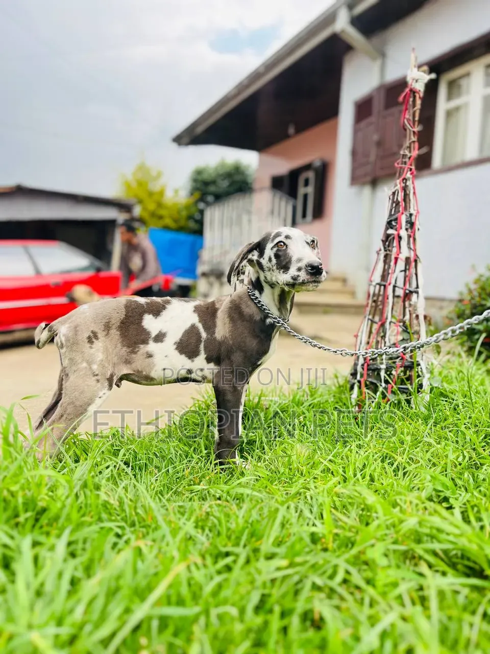 1-3 months Male Purebred Great Dane
