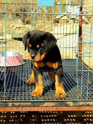1-3 months Male Purebred Rottweiler