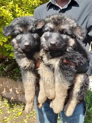 1-3 months Male Purebred German Shepherd