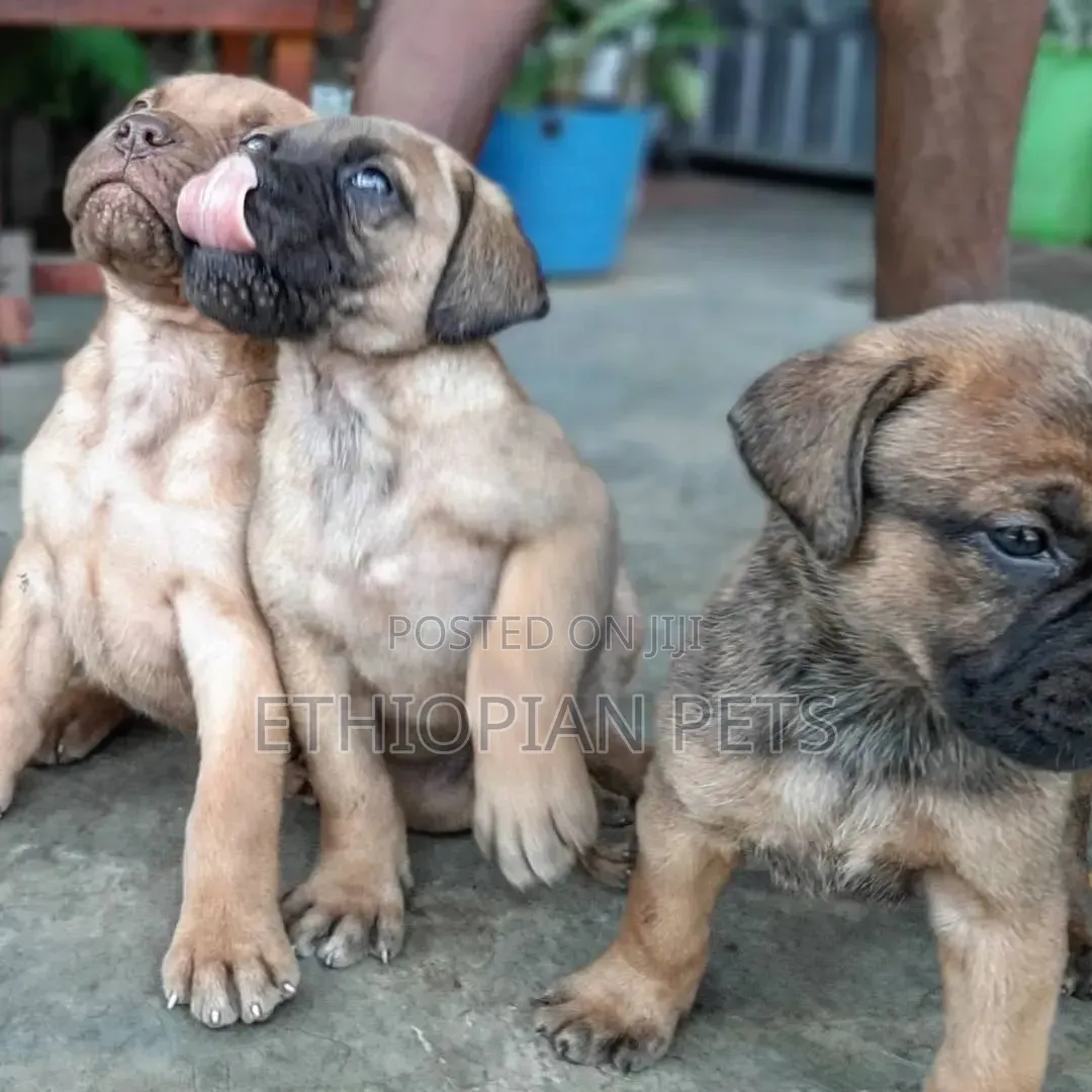 1-3 months Female Purebred Bullmastiff