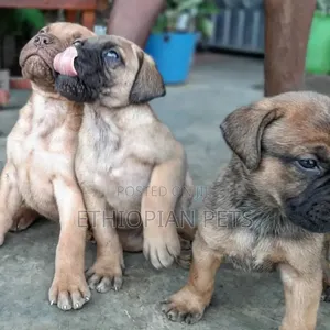 1-3 months Female Purebred Bullmastiff