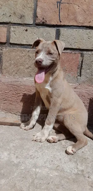 1-3 months Male Purebred American Pit Bull Terrier