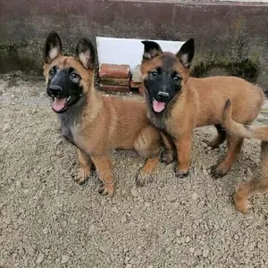 1-3 months Male Purebred Belgian Malinois