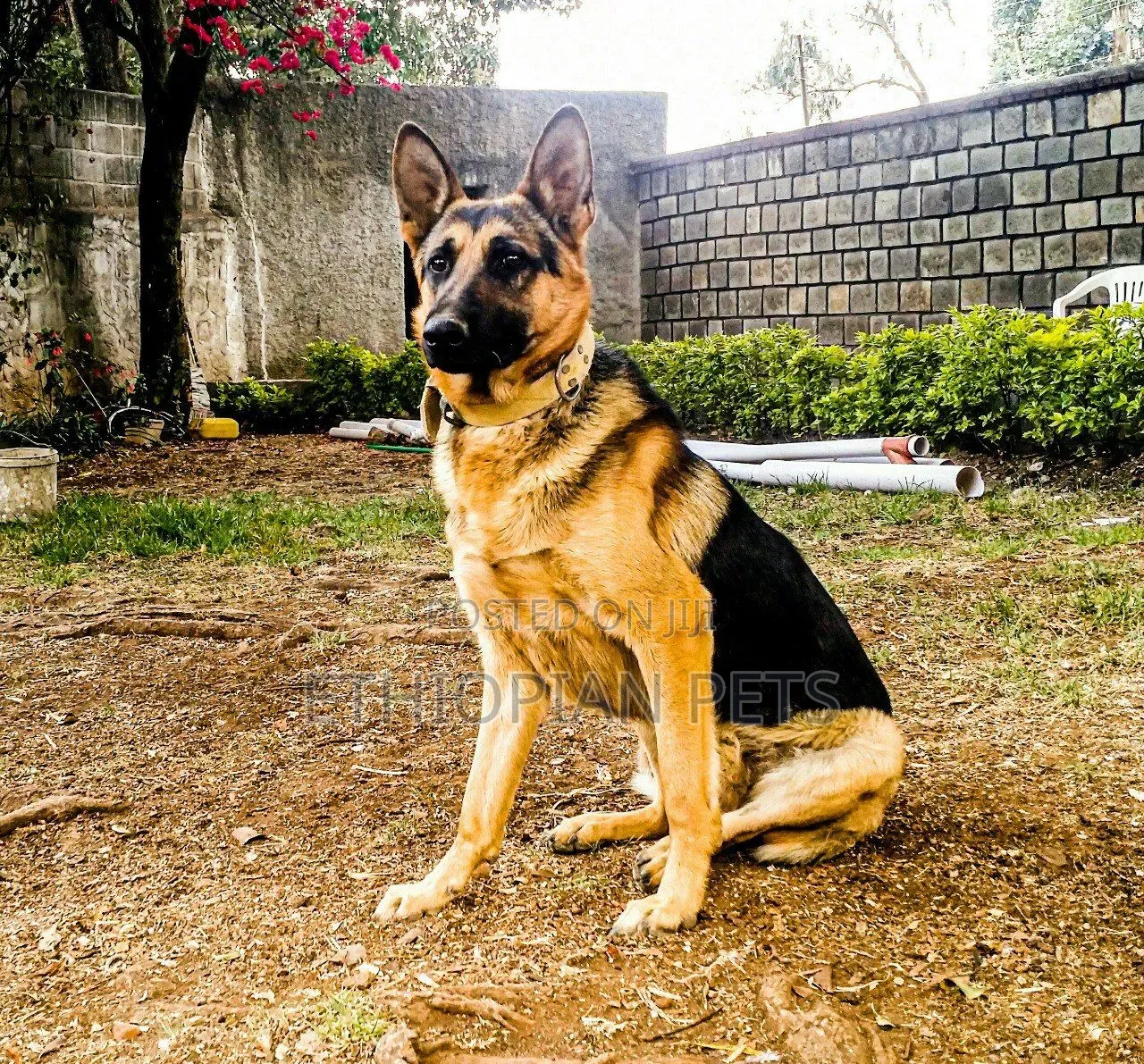 6-12 months Male Purebred German Shepherd
