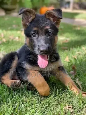 1-3 months Male Purebred German Shepherd
