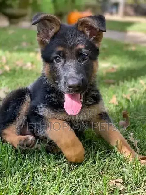 1-3 months Male Purebred German Shepherd
