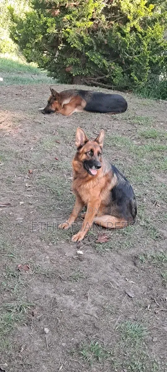 1-3 months Male Purebred German Shepherd