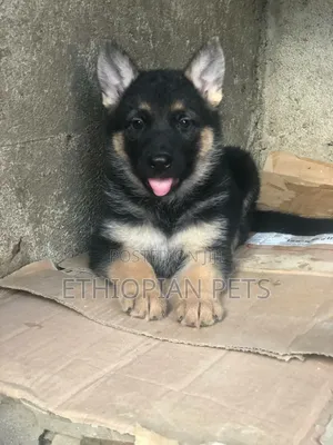 1-3 months Male Purebred German Shepherd