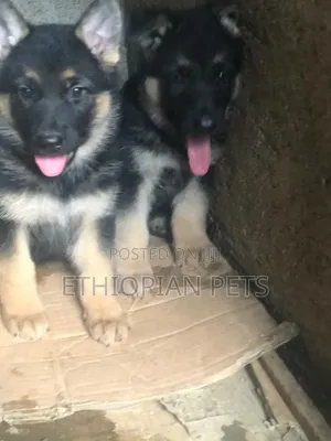 1-3 months Male Purebred German Shepherd