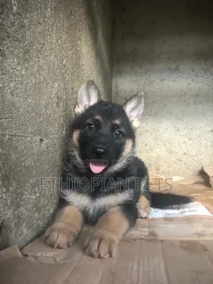1-3 months Male Purebred German Shepherd