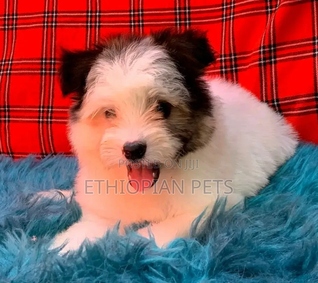 1-3 months Female Purebred Havanese