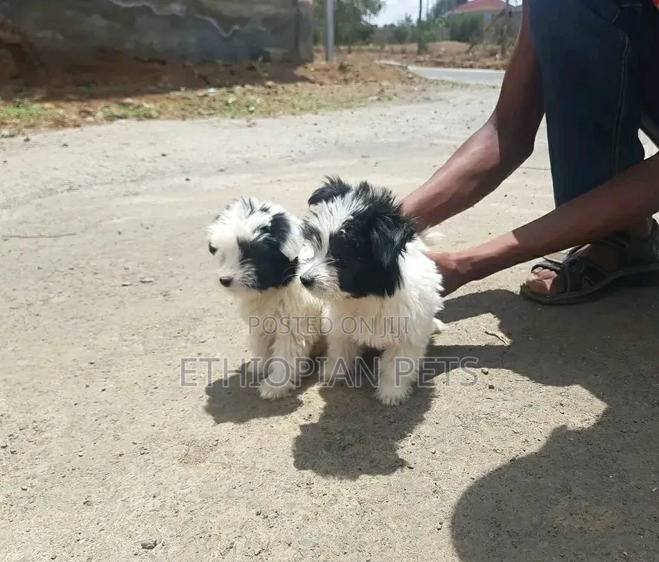 1-3 months Female Purebred Havanese