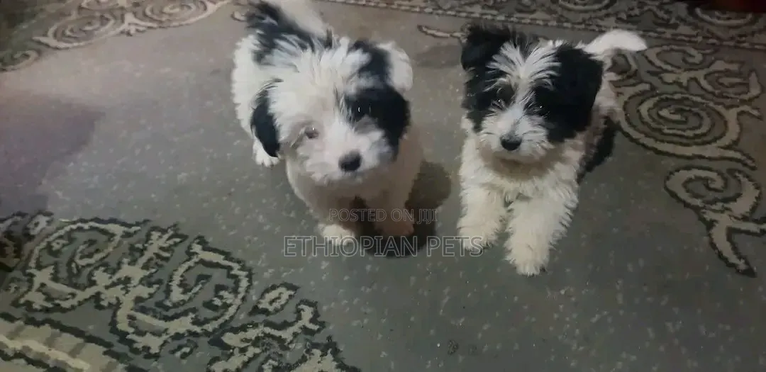 1-3 months Male Purebred Shih Tzu