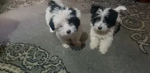 1-3 months Male Purebred Shih Tzu