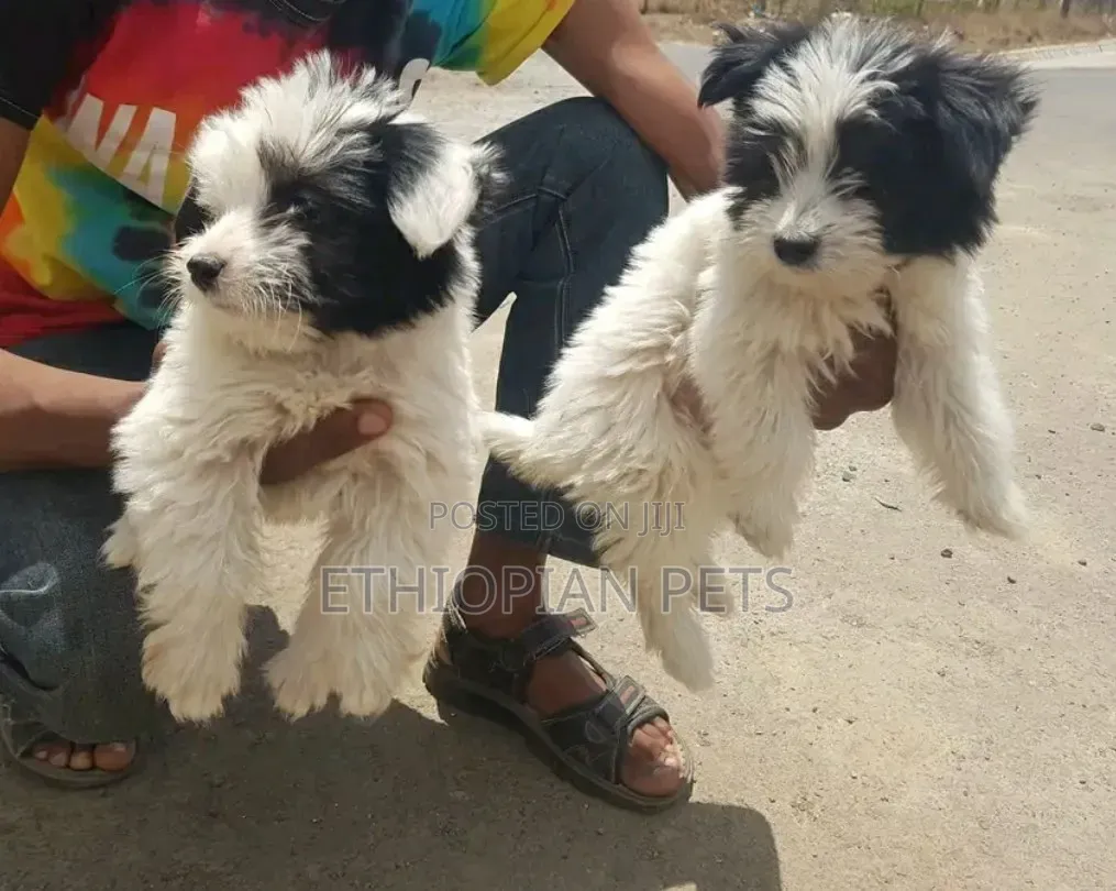 1-3 months Male Purebred Havanese