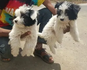 1-3 months Male Purebred Havanese