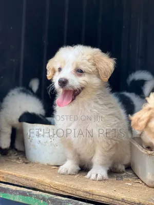 1-3 months Male Mixed Breed Maltese