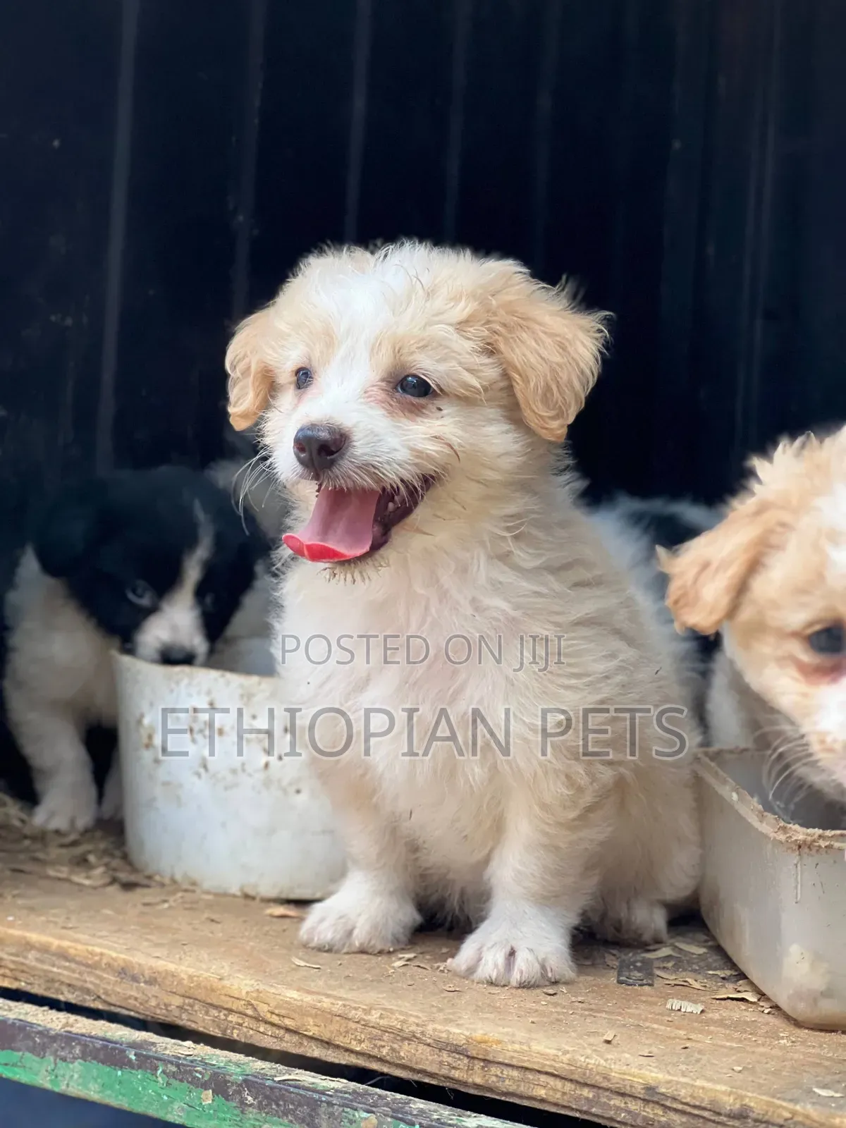 1-3 months Male Mixed Breed Maltese