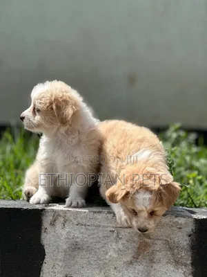 1-3 months Male Mixed Breed Maltese