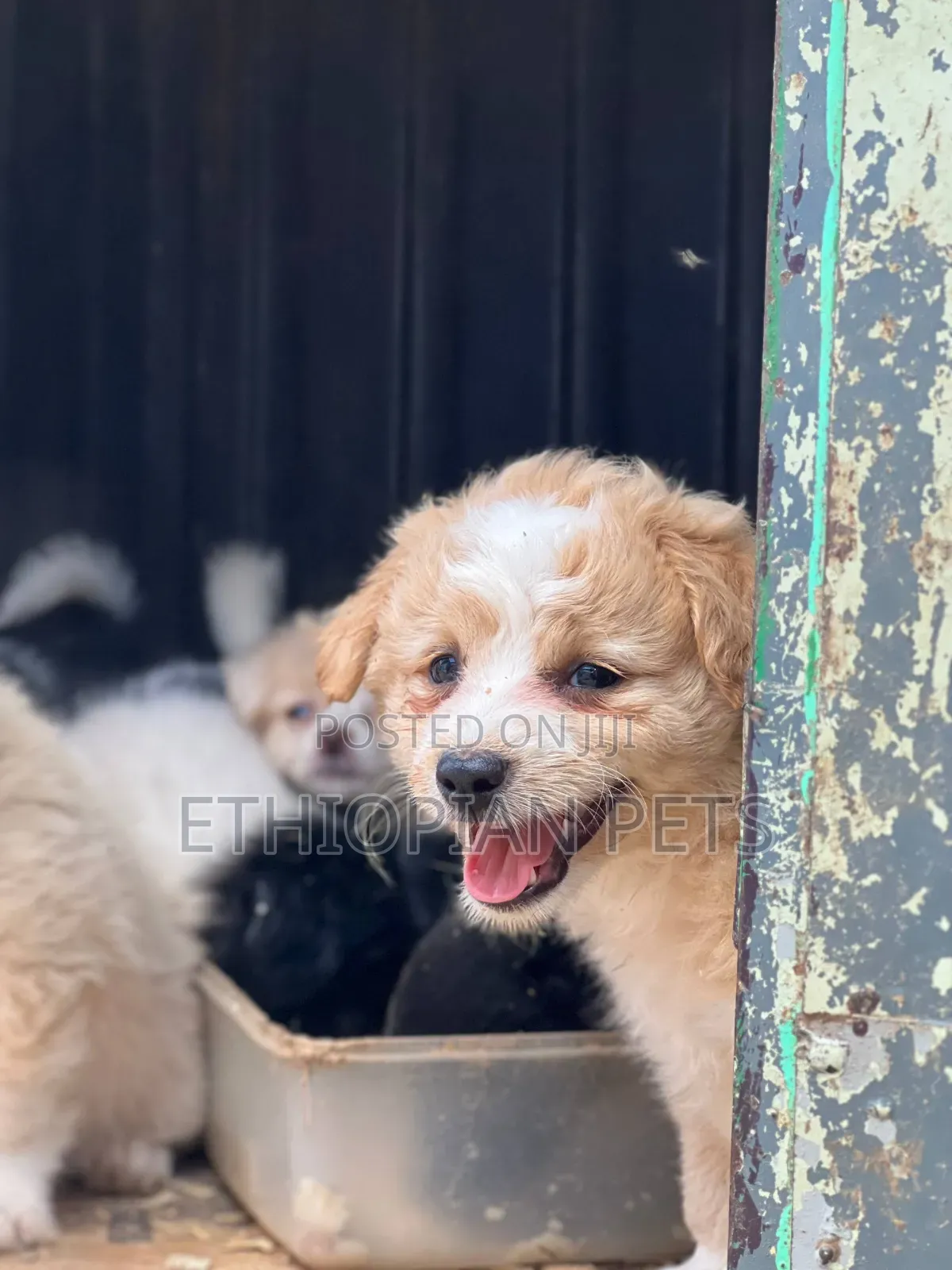1-3 months Male Mixed Breed Maltese