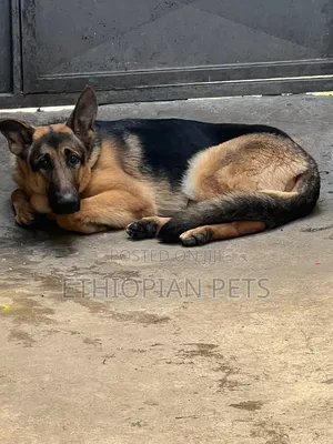 6-12 months Male Purebred German Shepherd