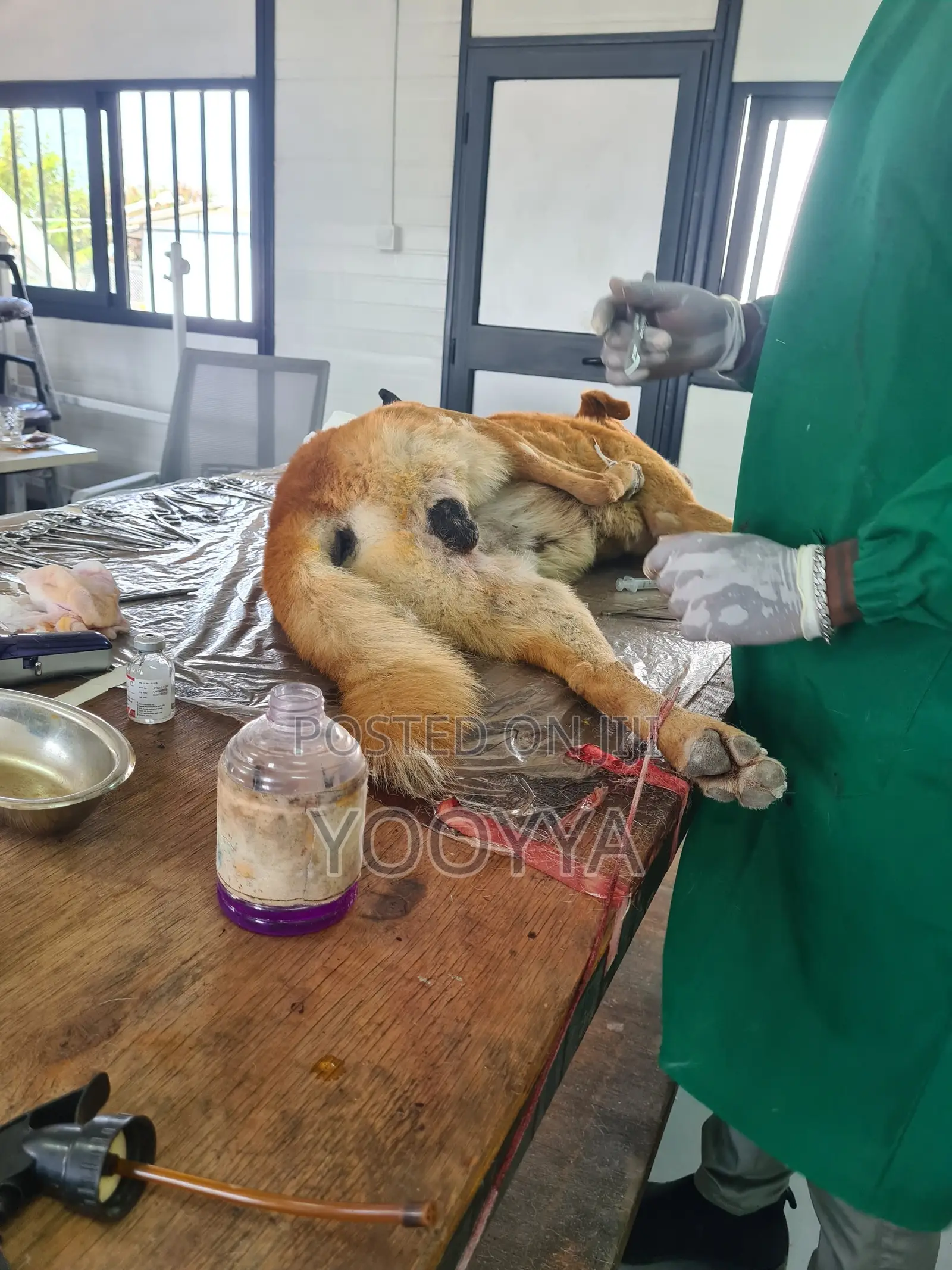 Veterinary Clinic– Quality Care for Your Pets | Tom Vet Clinic